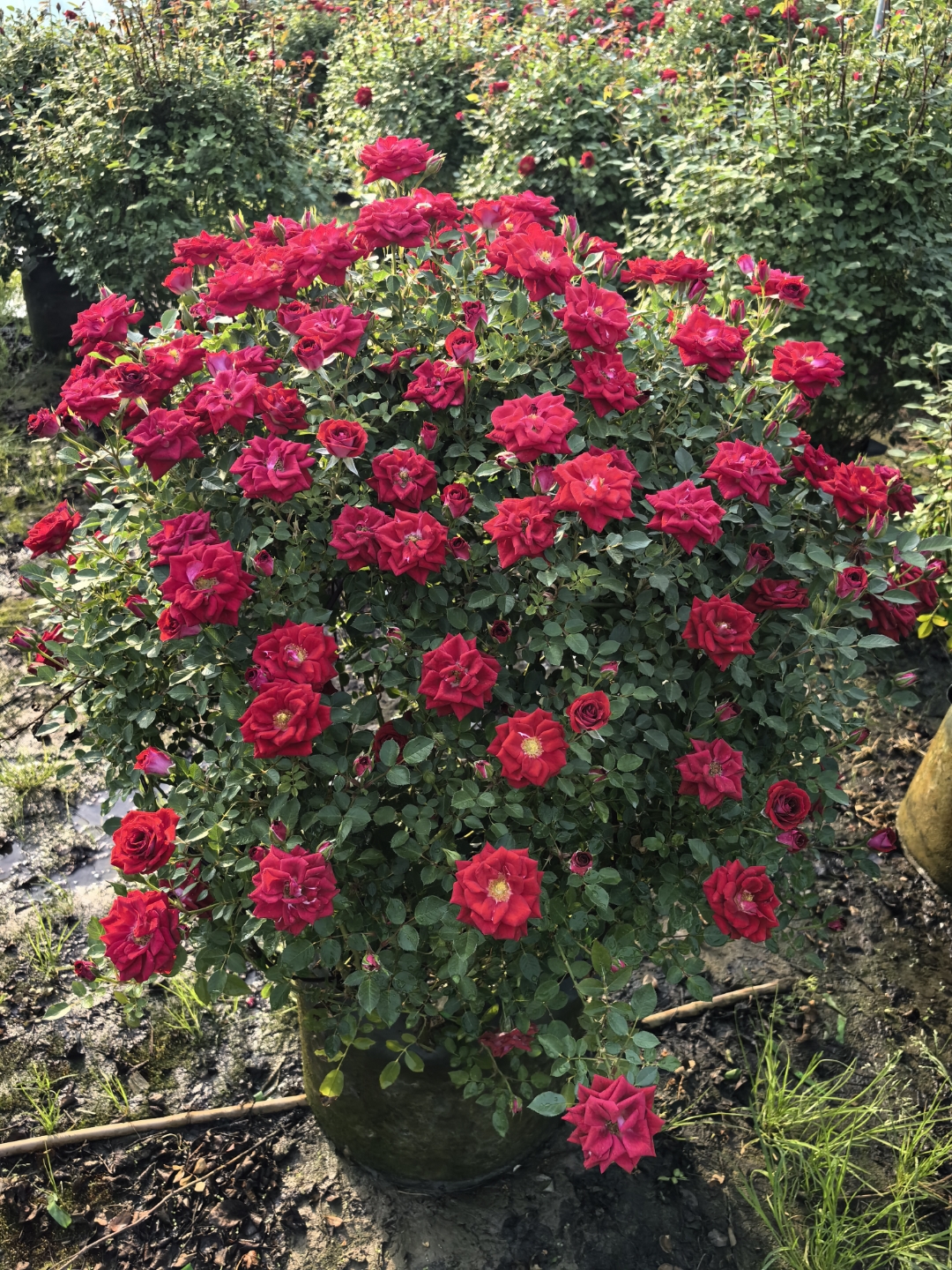 月季花球红艳如火,团团簇簇绽枝头