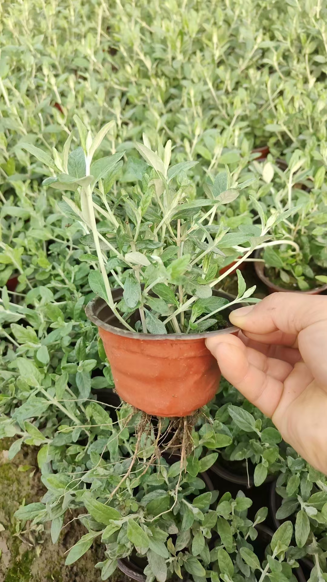 水果兰,又称腊兰,属于兰科植物