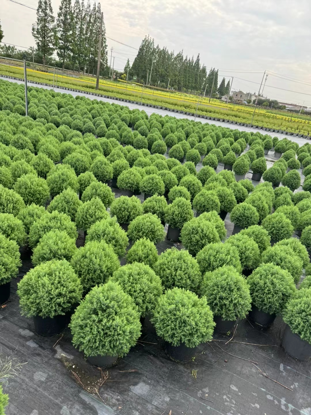 皮球柏非常适合配置在花园中需要保持长久景观的地方.