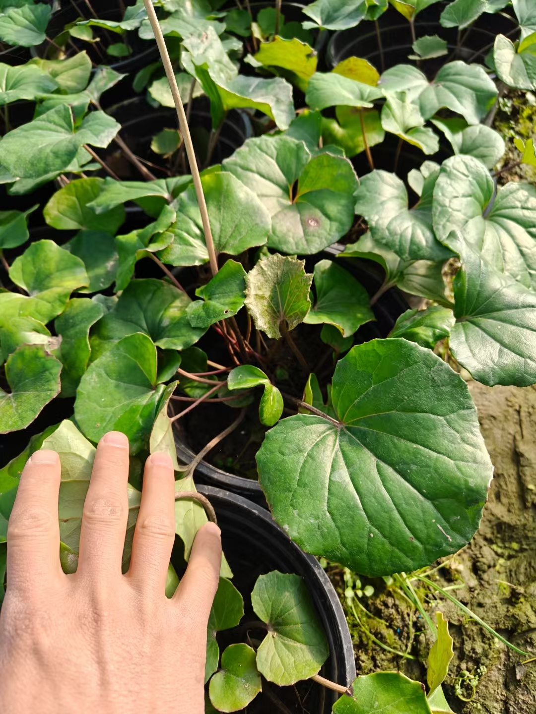 别名包括八角乌,活血莲,金钵盂,独角莲,一叶莲,大马蹄香,大马蹄等