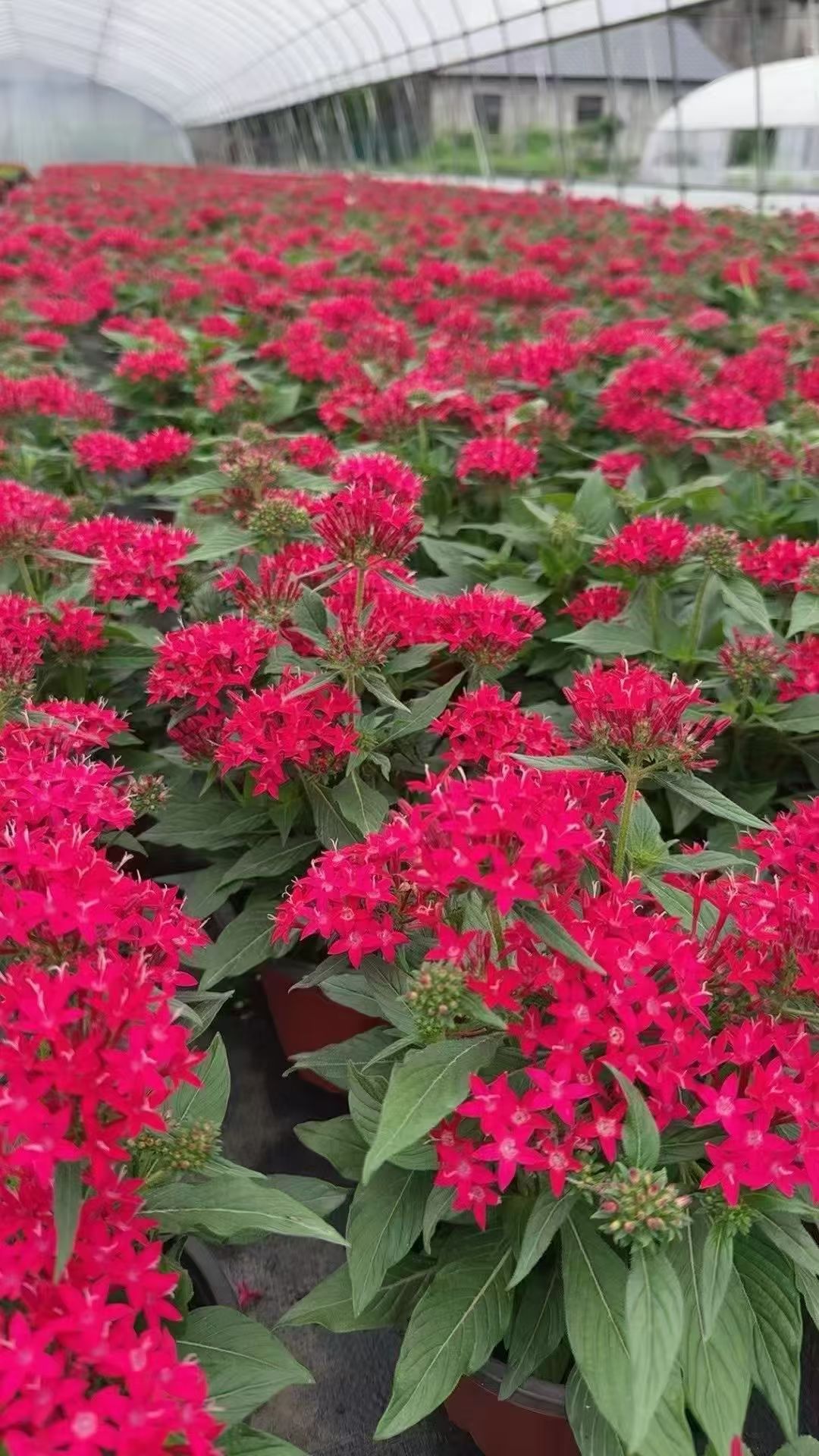 其独特的花形和持久花期深受园艺拔逍腔ㄎ逍腔 红色图片红色五个花瓣