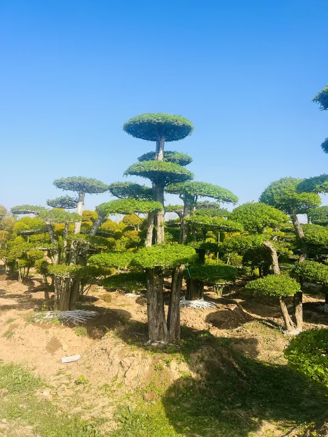 对接白蜡造型树是一种独特的园艺树种,主干与树冠通过嫁接技术结合