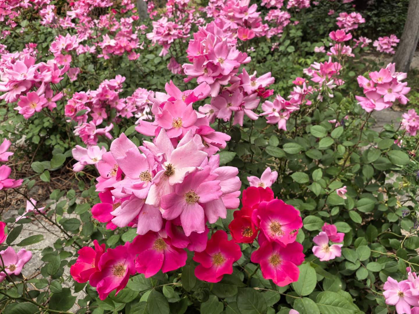 丰花月季以花量大,花期长著称