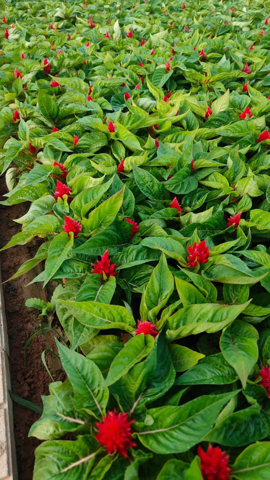 鸡冠花绿叶一支笔苗圃实拍图片  鸡冠花绿叶一支笔以其独特的花形和