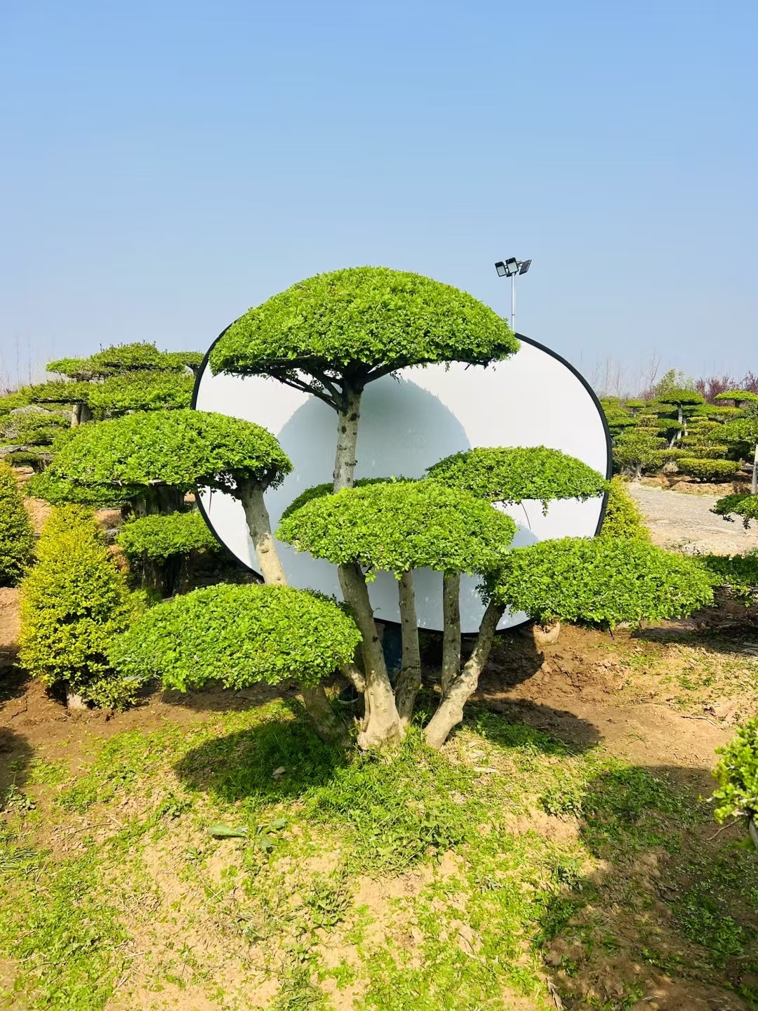 对接白蜡造型树是一种独特的园艺树种,主干与树冠通过嫁接技术结合