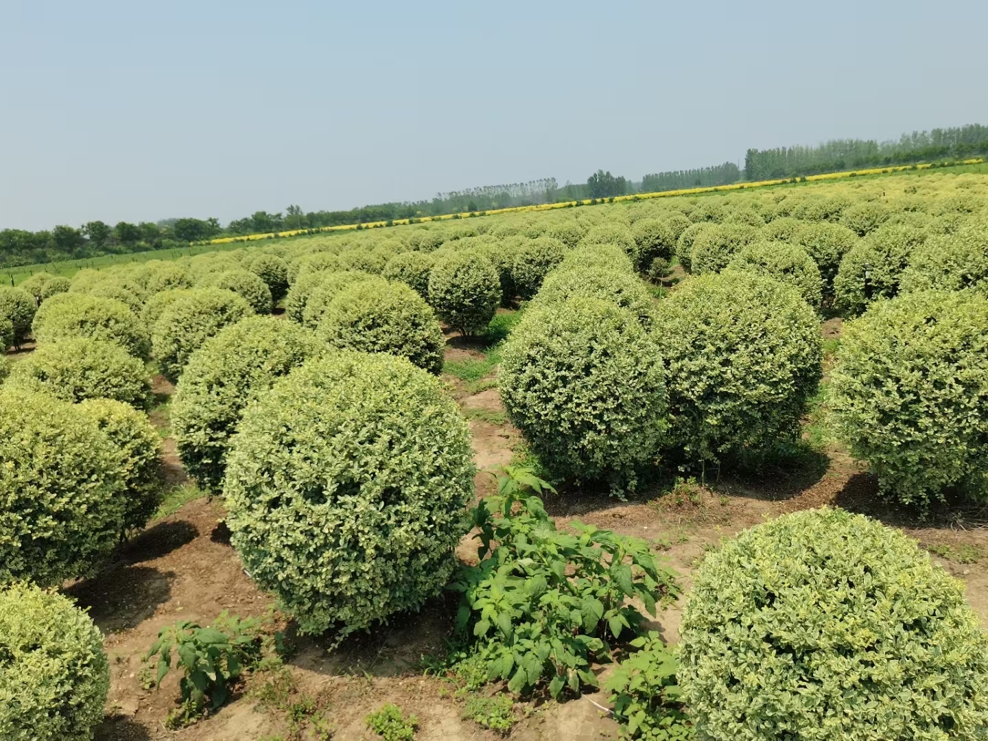 银姬小蜡球状态不错,银姬小蜡球耐寒耐旱,四季常绿!