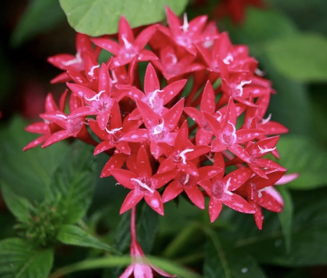 其开花特点鲜明:花期长,可从春末持续到秋初;花朵小而多,呈五角星形