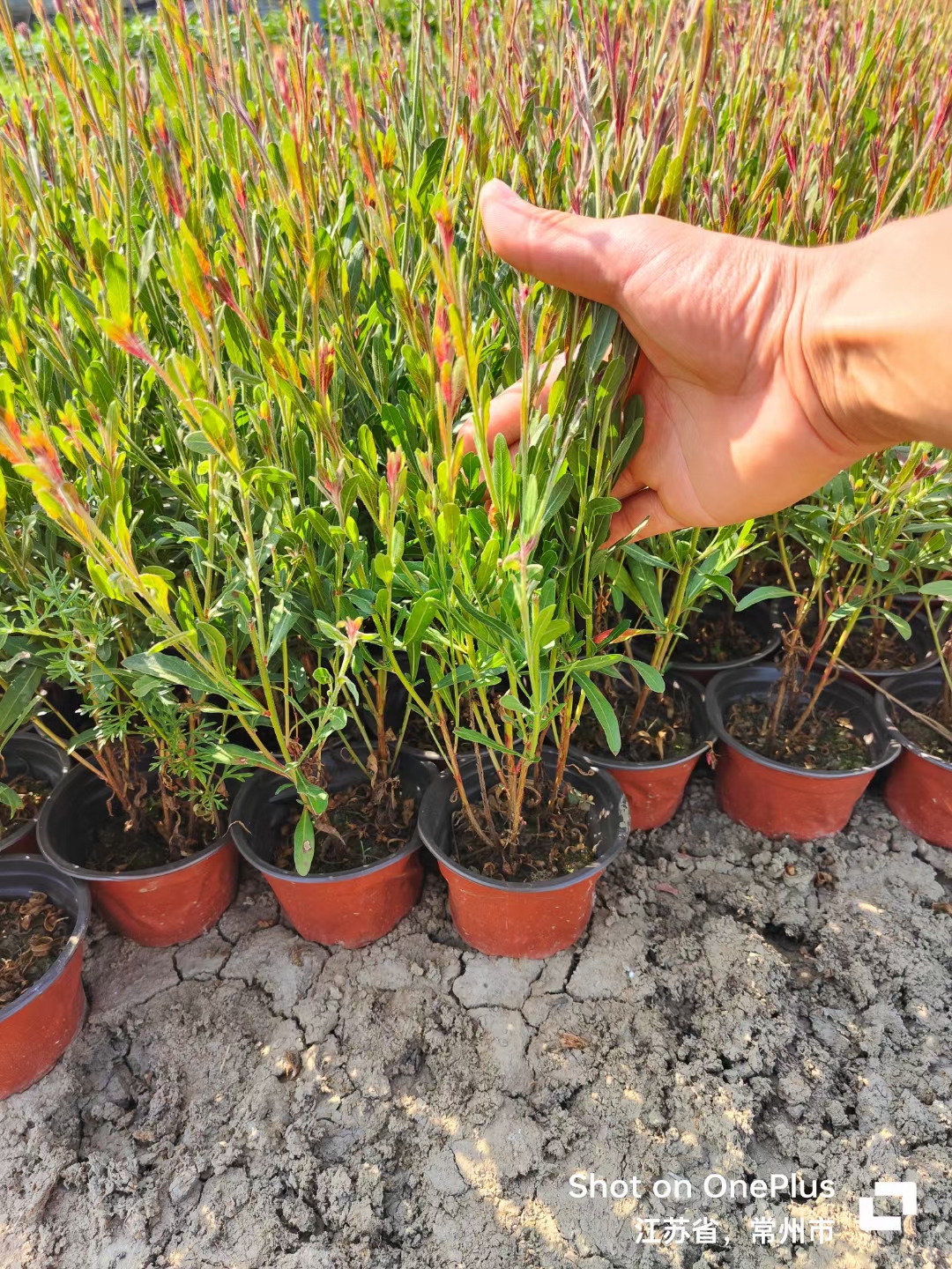 紫叶千鸟花属于柳叶菜科山桃草属,是一种多年生宿根草本.