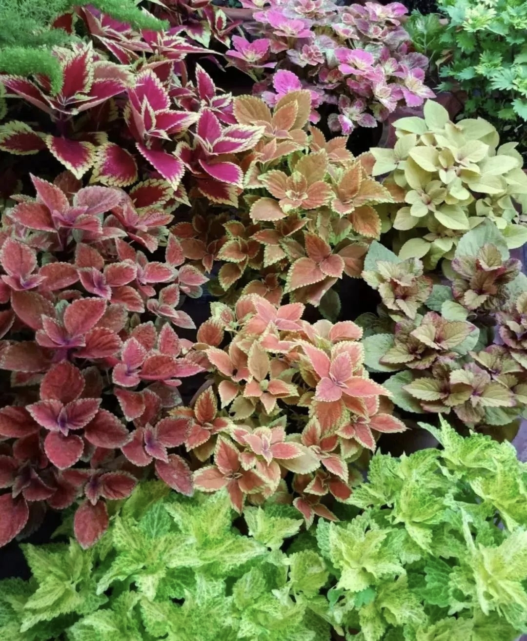 彩叶草叶色丰富:彩叶草叶片颜色鲜艳丰富,有黄,红,紫,绿等多种颜色,且