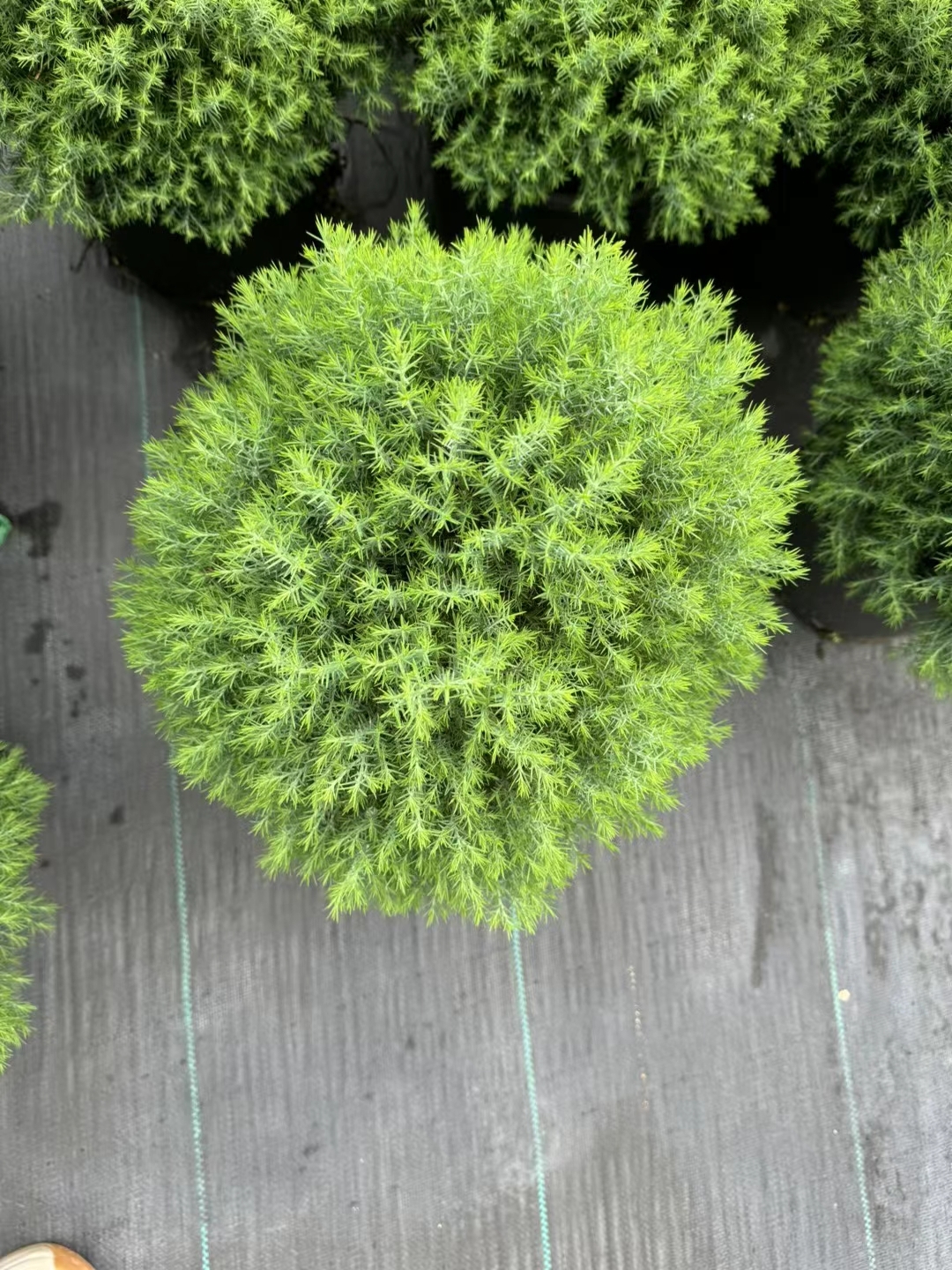 皮球柏非常适合配置在花园中需要保持长久景观的地方.