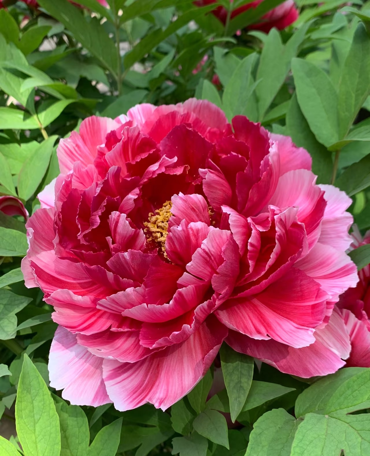 牡丹花开,国色天香