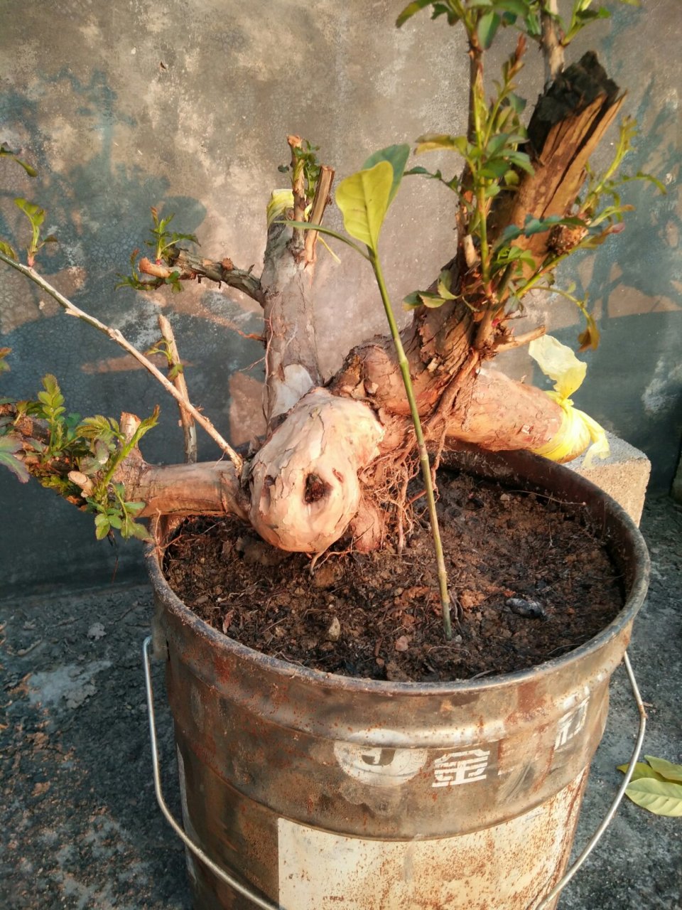 栽了三棵刺梨桩,须根很少不知道能活不.