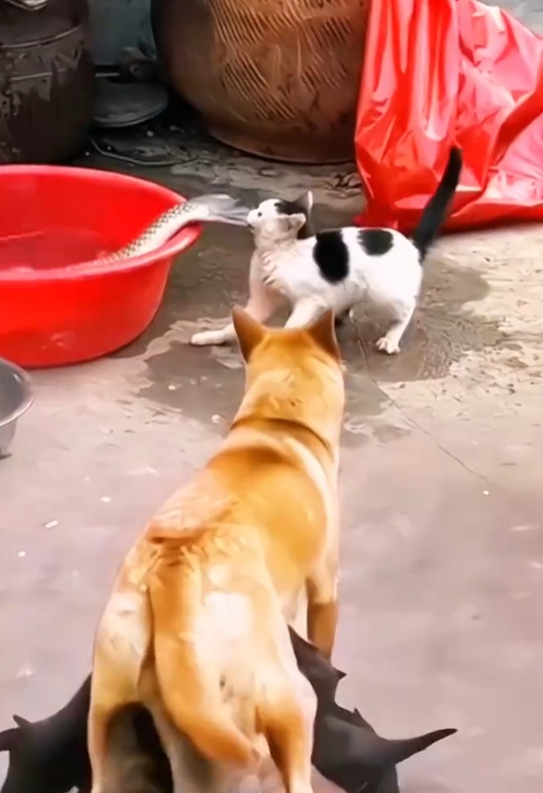 瞧瞧这猫咪,面对盆子里那条大得超乎想象的鱼,真是心有鱼而力不足.