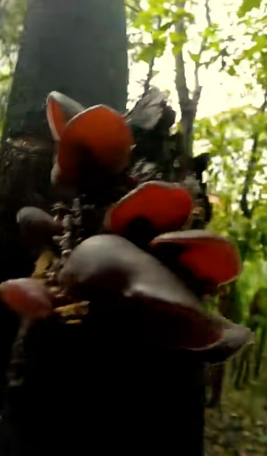 森林中的精灵,红褐色的精灵,悄悄附着在树干上,静静聆听大自然的低语.