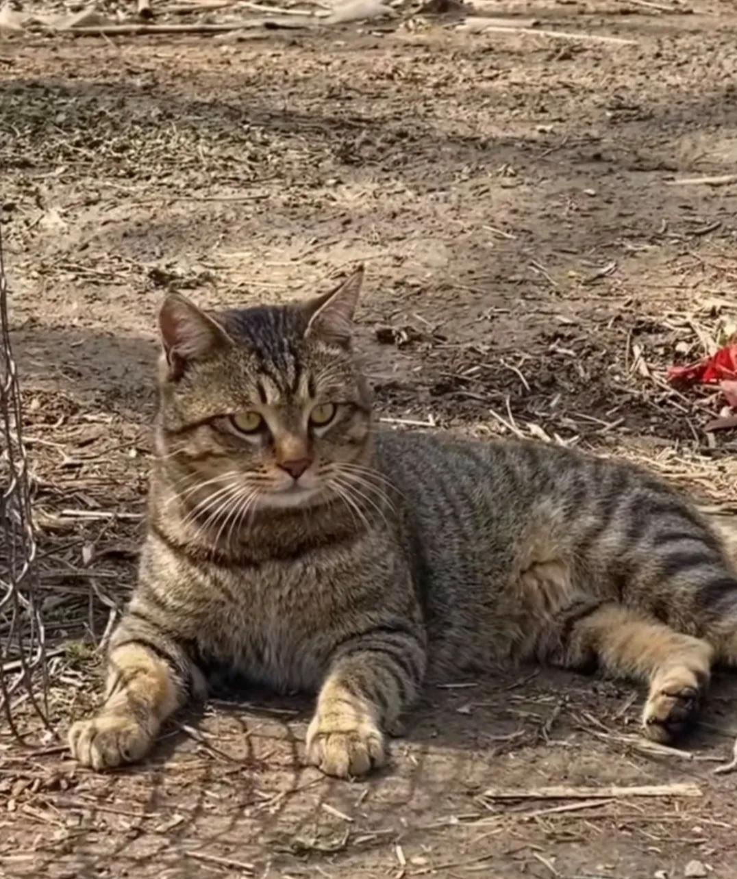 狸花猫镇宅图片