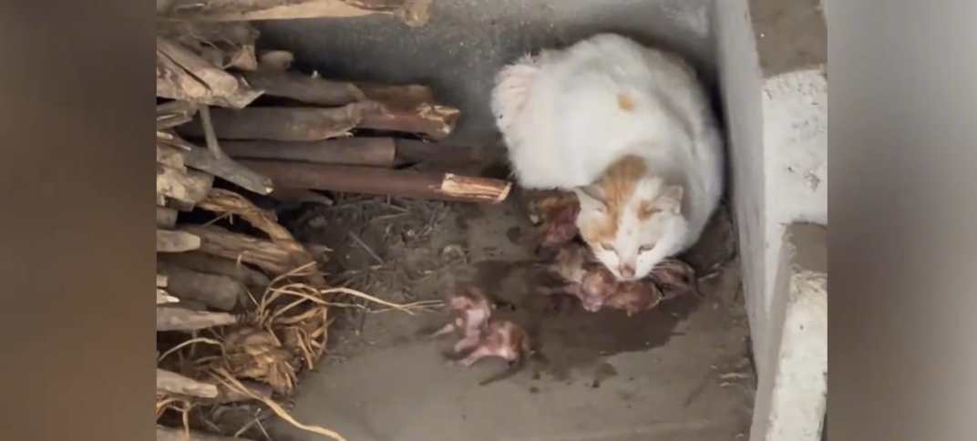 今日一只流浪猫在堆满杂物的昏暗仓库里产下了幼崽.