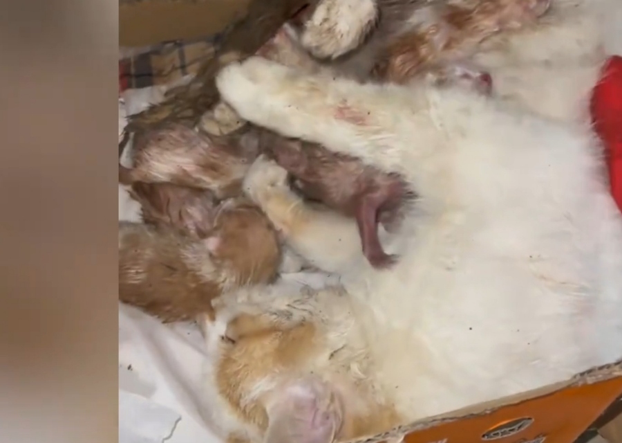 今日一只流浪猫在堆满杂物的昏暗仓库里产下了幼崽.