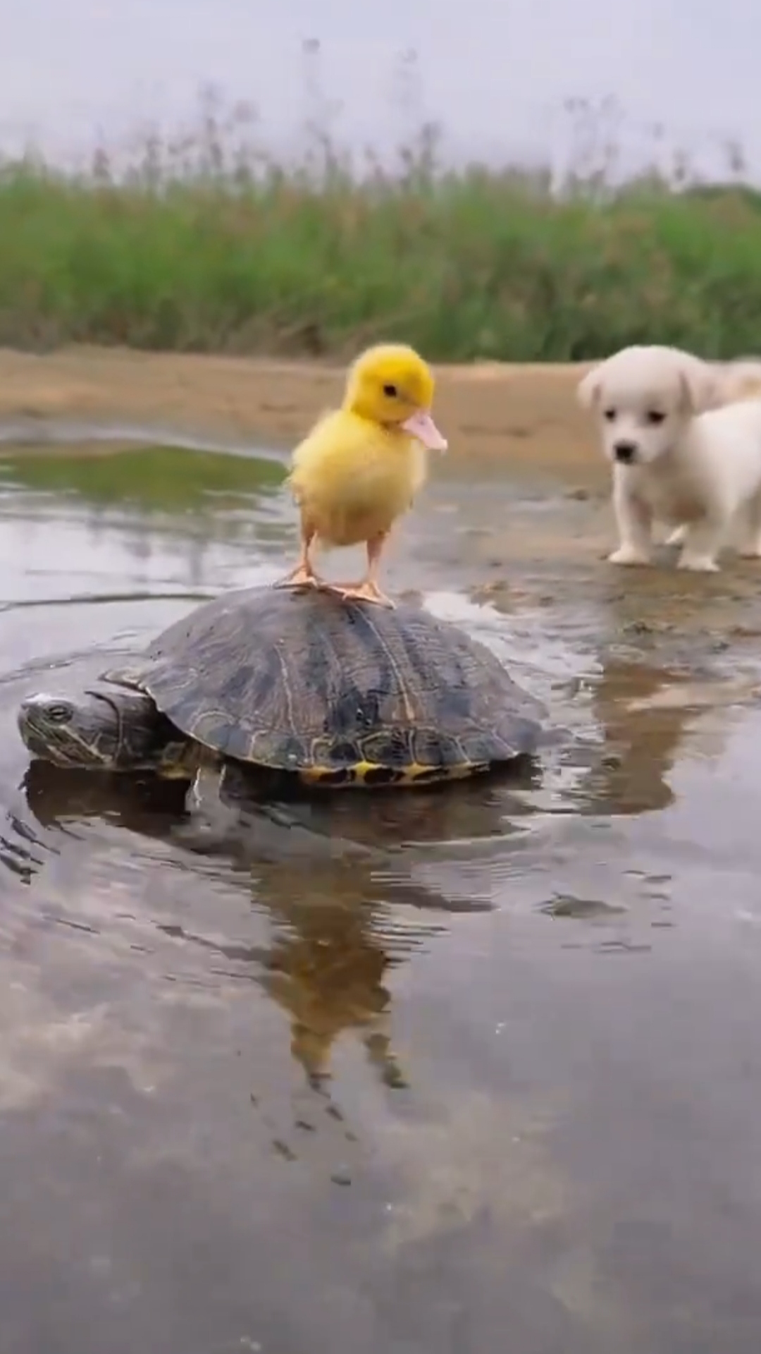 小鸭子为什么一直叫个不停为什么在线 小鸭子为什么一直叫个不停为什么在线