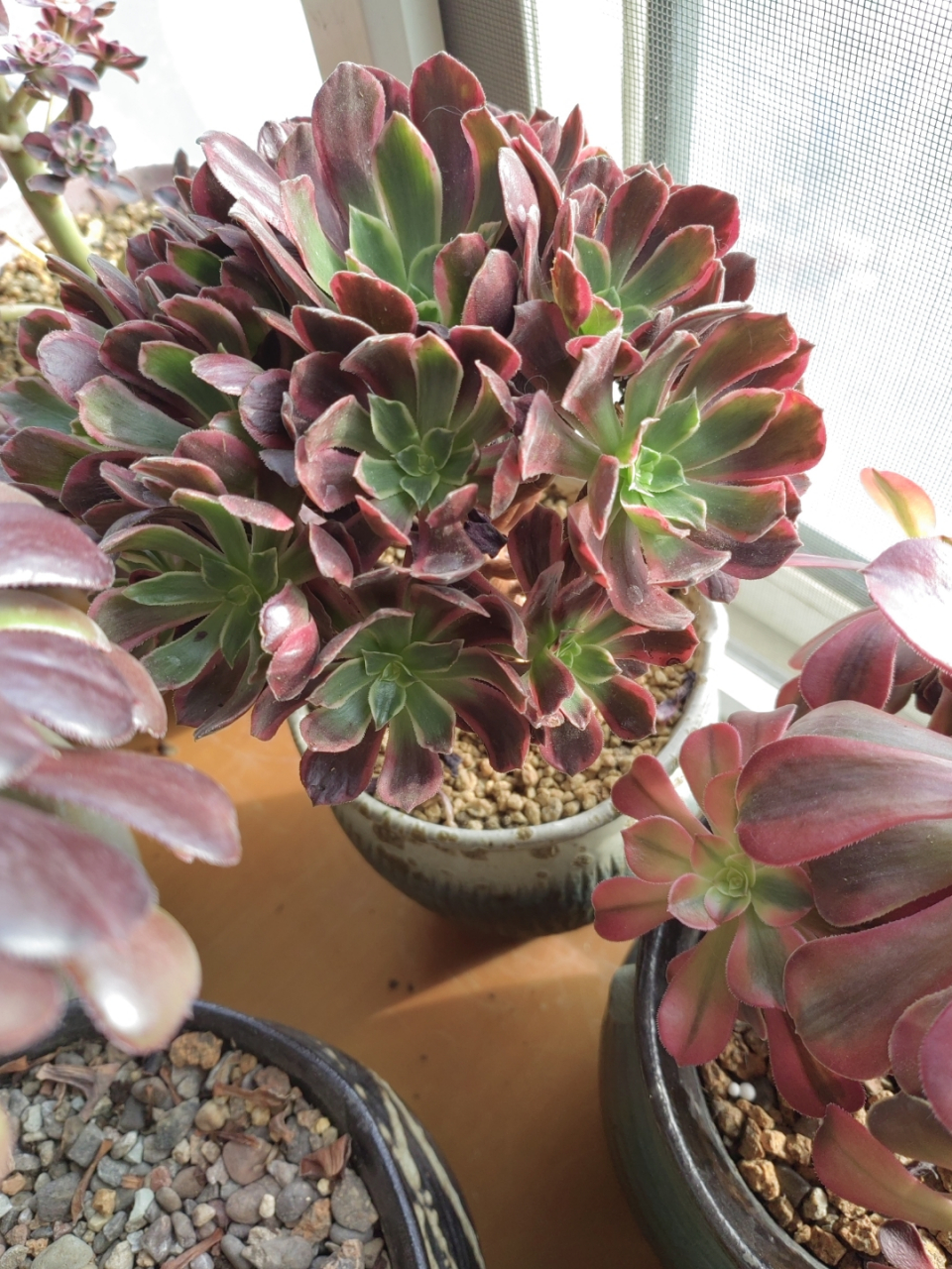 一种法师的不同状态实例:以赤霞飞为例看一下.