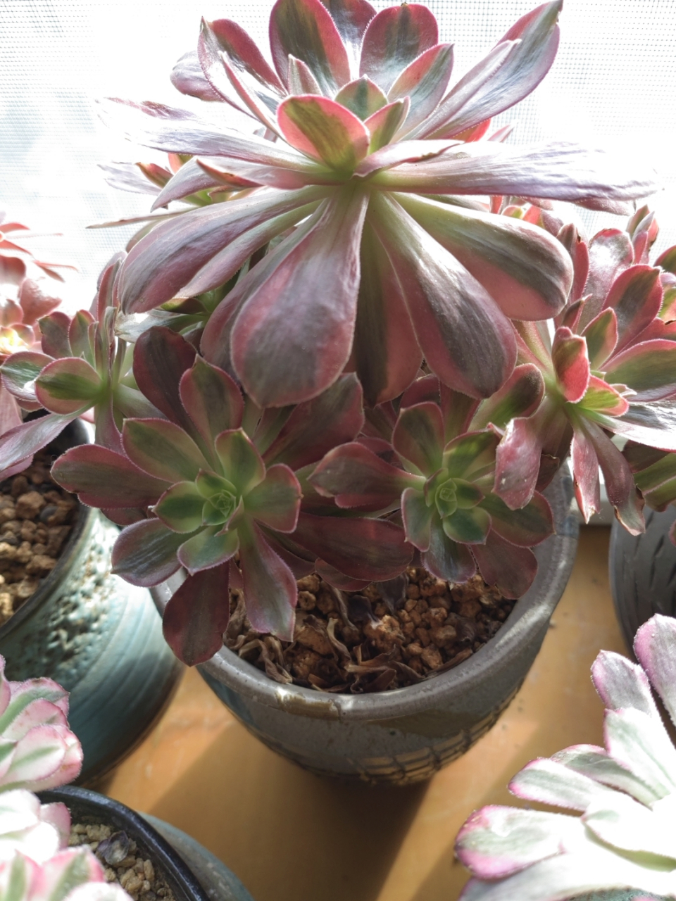 一种法师的不同状态实例:以赤霞飞为例看一下.