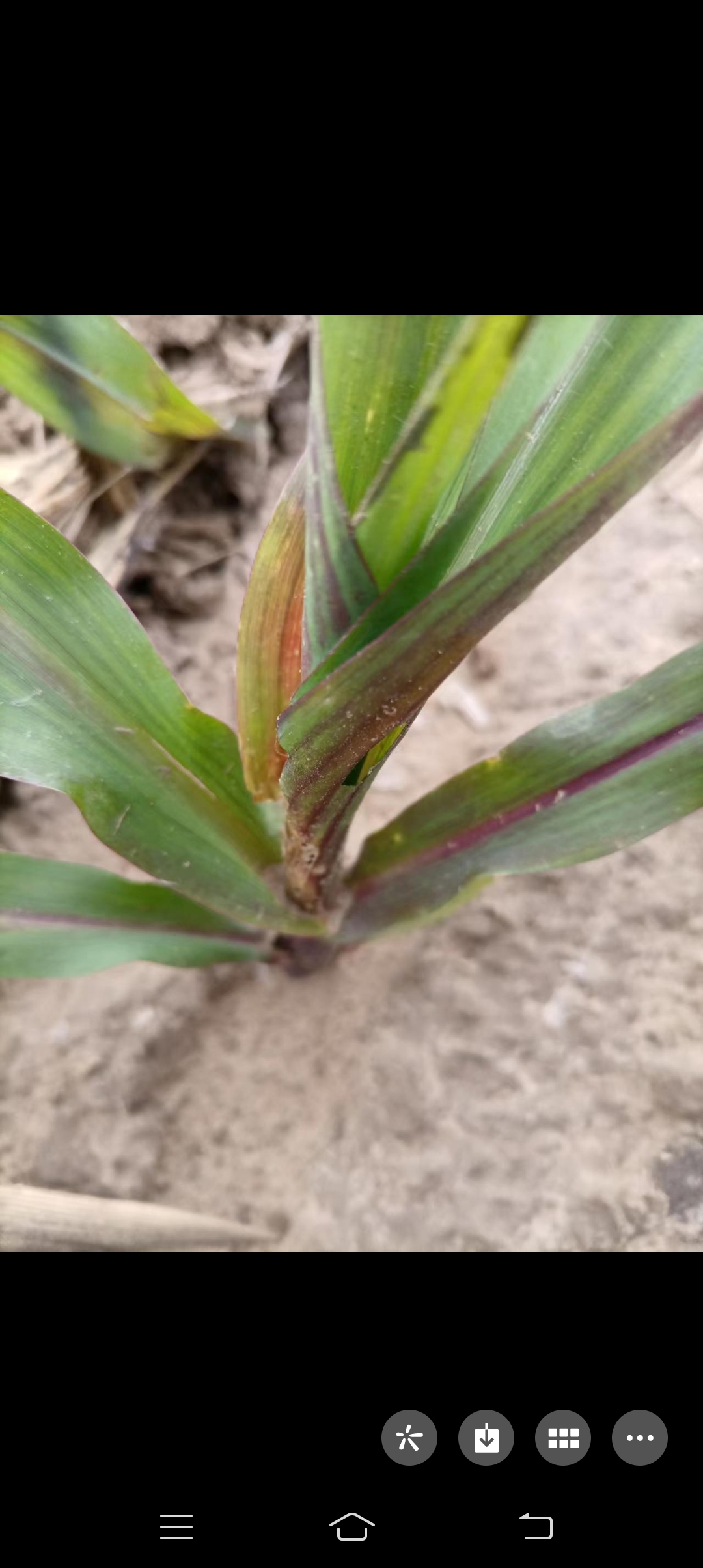 2022年吉林省长岭县玉米除草剂药害导制1600余公顷玉米绝收,求政府给