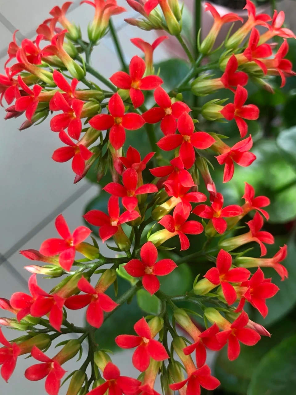 红色单瓣长寿花品种图片