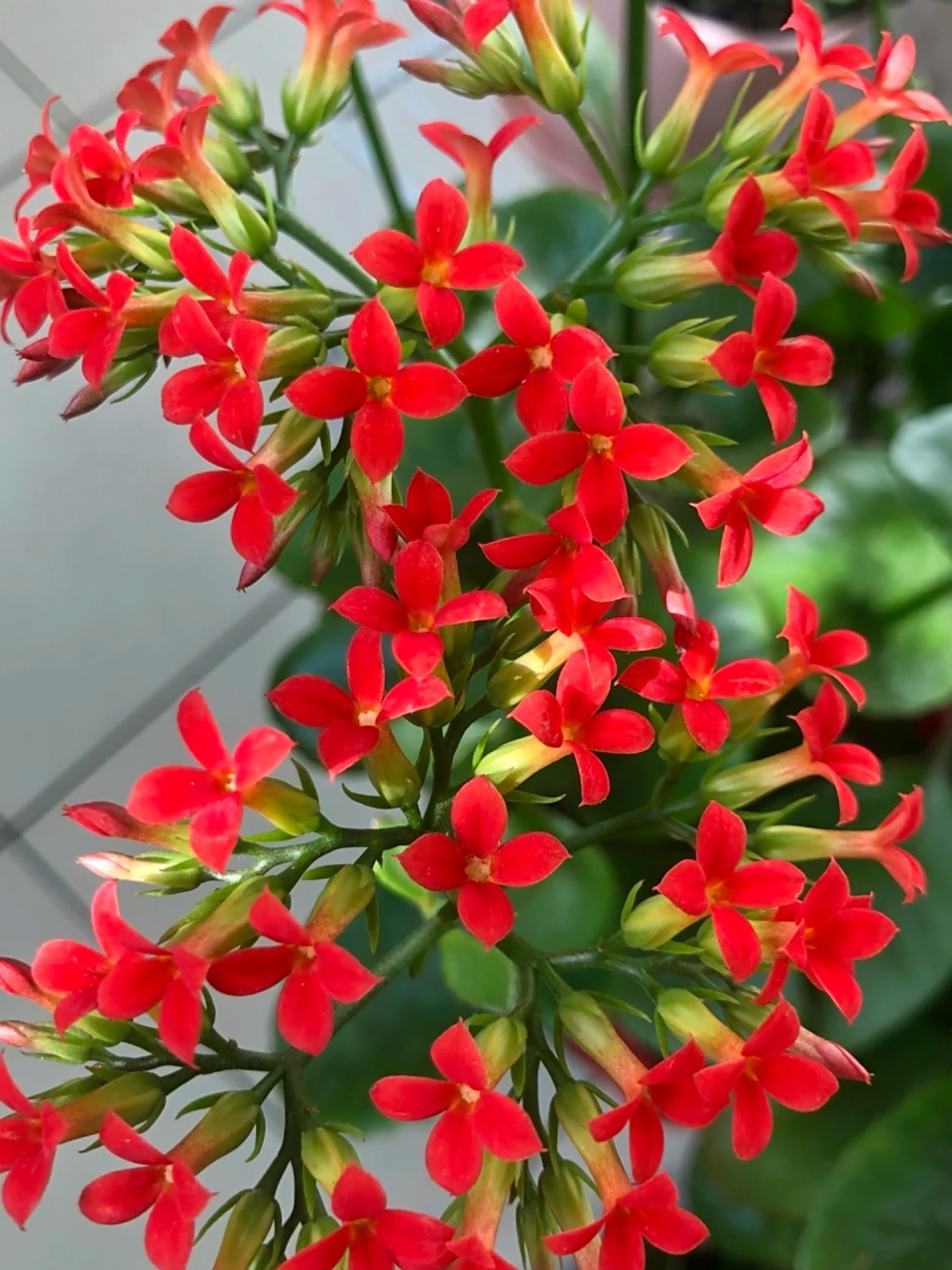 大叶凤尾长寿花,花朵红火喜庆,形状好似风尾,又能轻易养成老桩,而且一