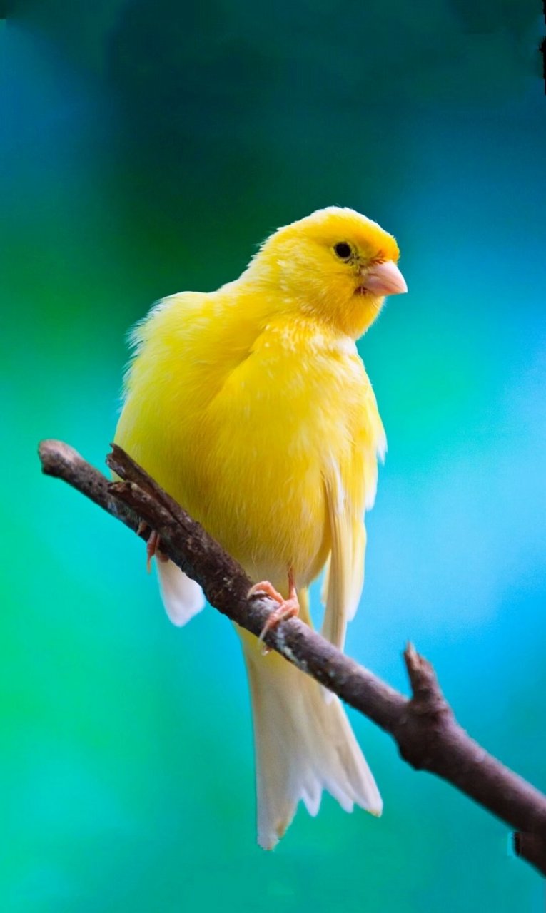 鸟类科普知识:爱护鸟类,保护野生动物,(芙蓉鸟)俗称:金丝雀,芙蓉,白玉