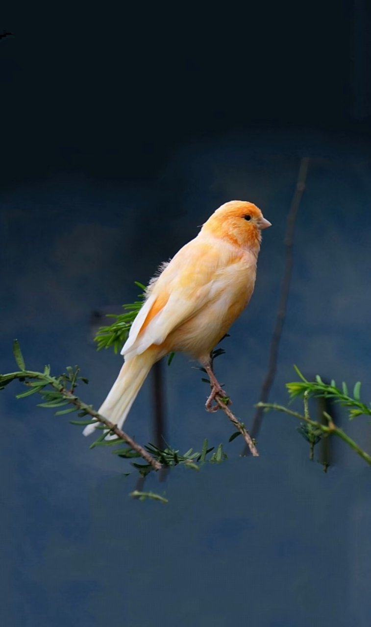 鸟类科普知识:爱护鸟类,保护野生动物,(芙蓉鸟)俗称:金丝雀,芙蓉,白玉