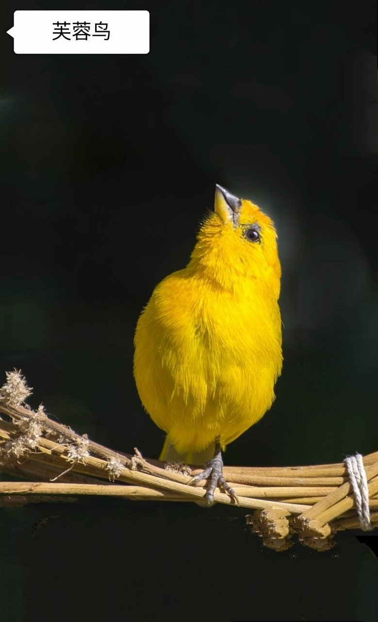 鸟类科普知识:爱护鸟类,保护野生动物,(芙蓉鸟)俗称:金丝雀,芙蓉,白玉