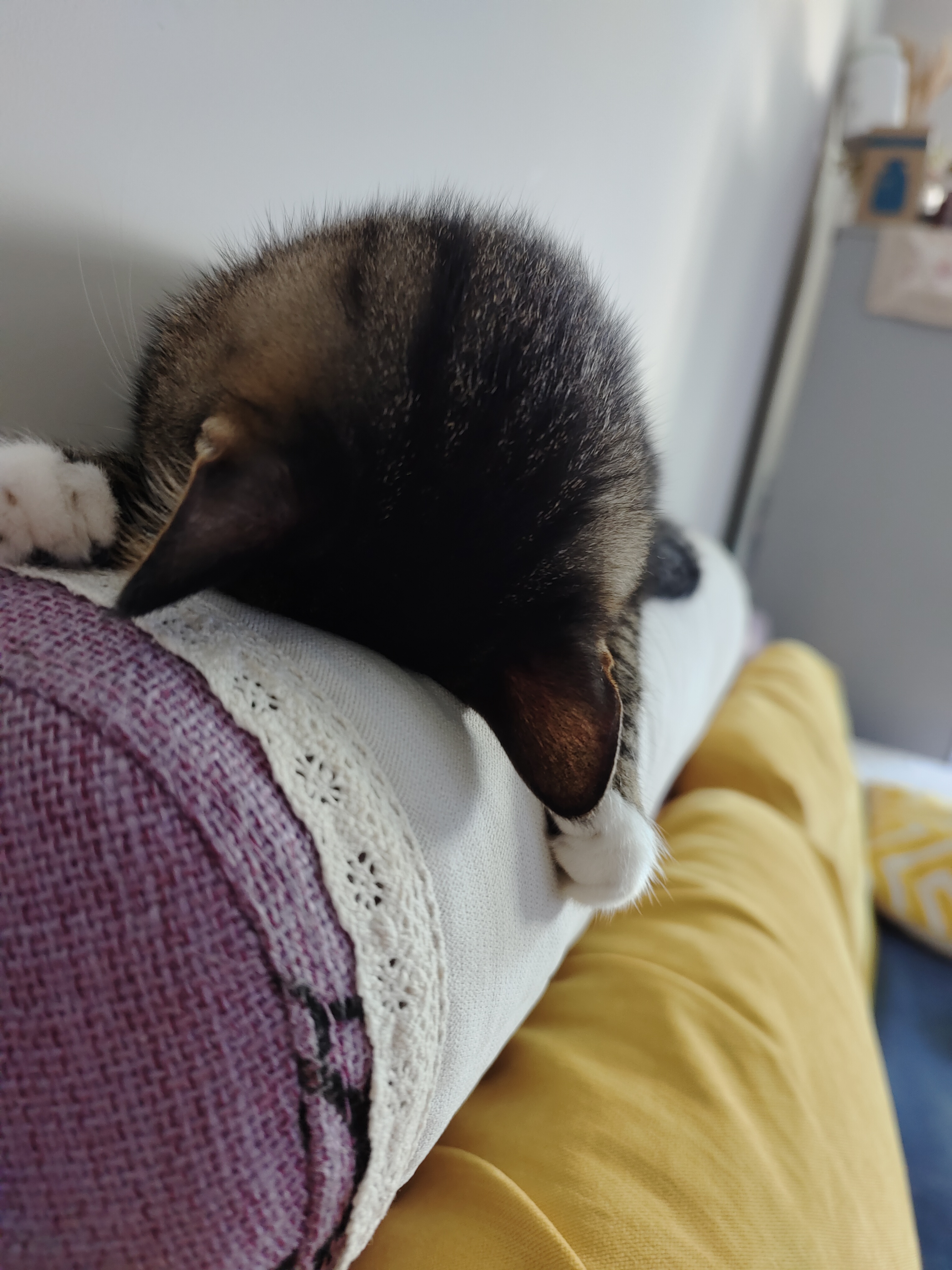 猫咪在线看不了怎么办(猫咪在线没了)