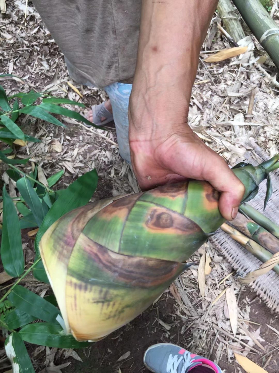 乡愁是一抹夕阳红, 半壶老酒话桑麻.