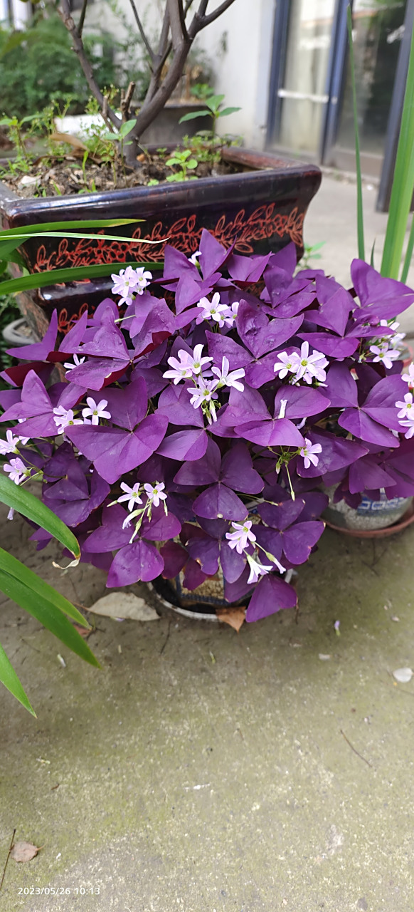 我种的紫色酢浆草开花了.