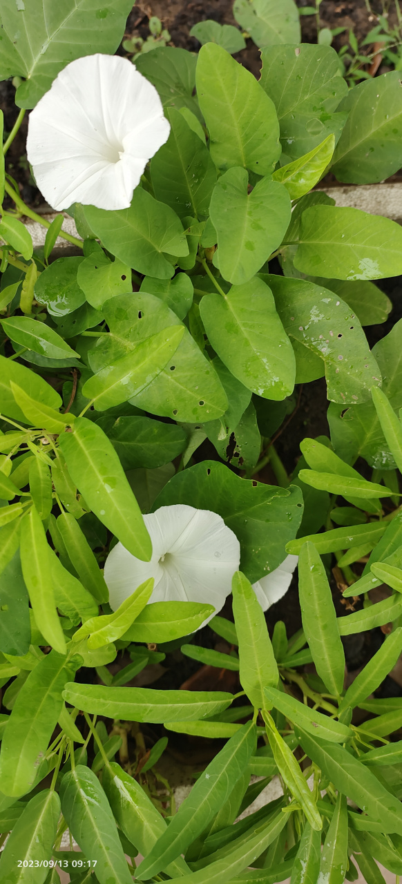 蔬菜花之空心菜花