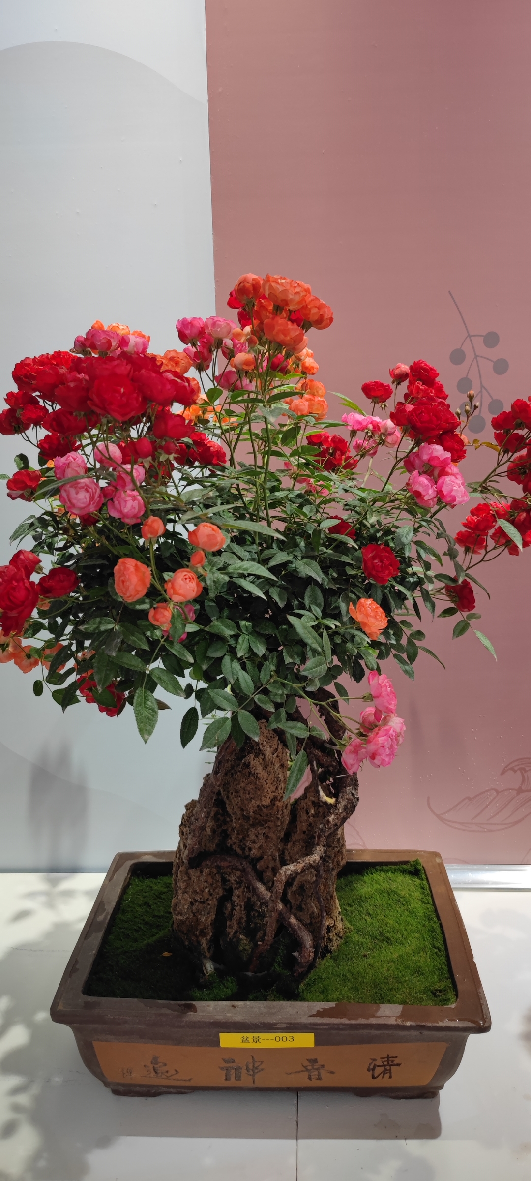 —门头沟月季大会参展佳作