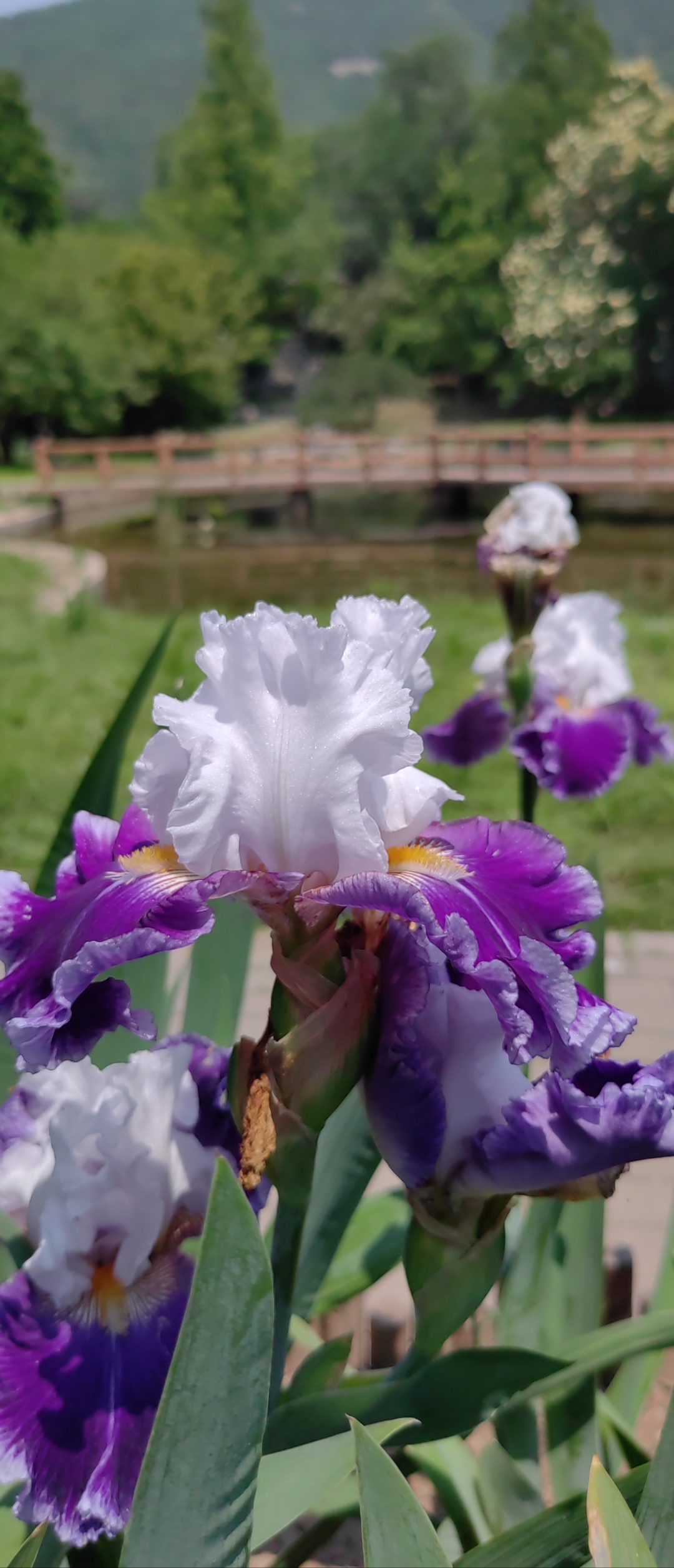 德国鸢尾花∽五月初夏的浪漫花卉 拍摄地点国家植物园宿根园