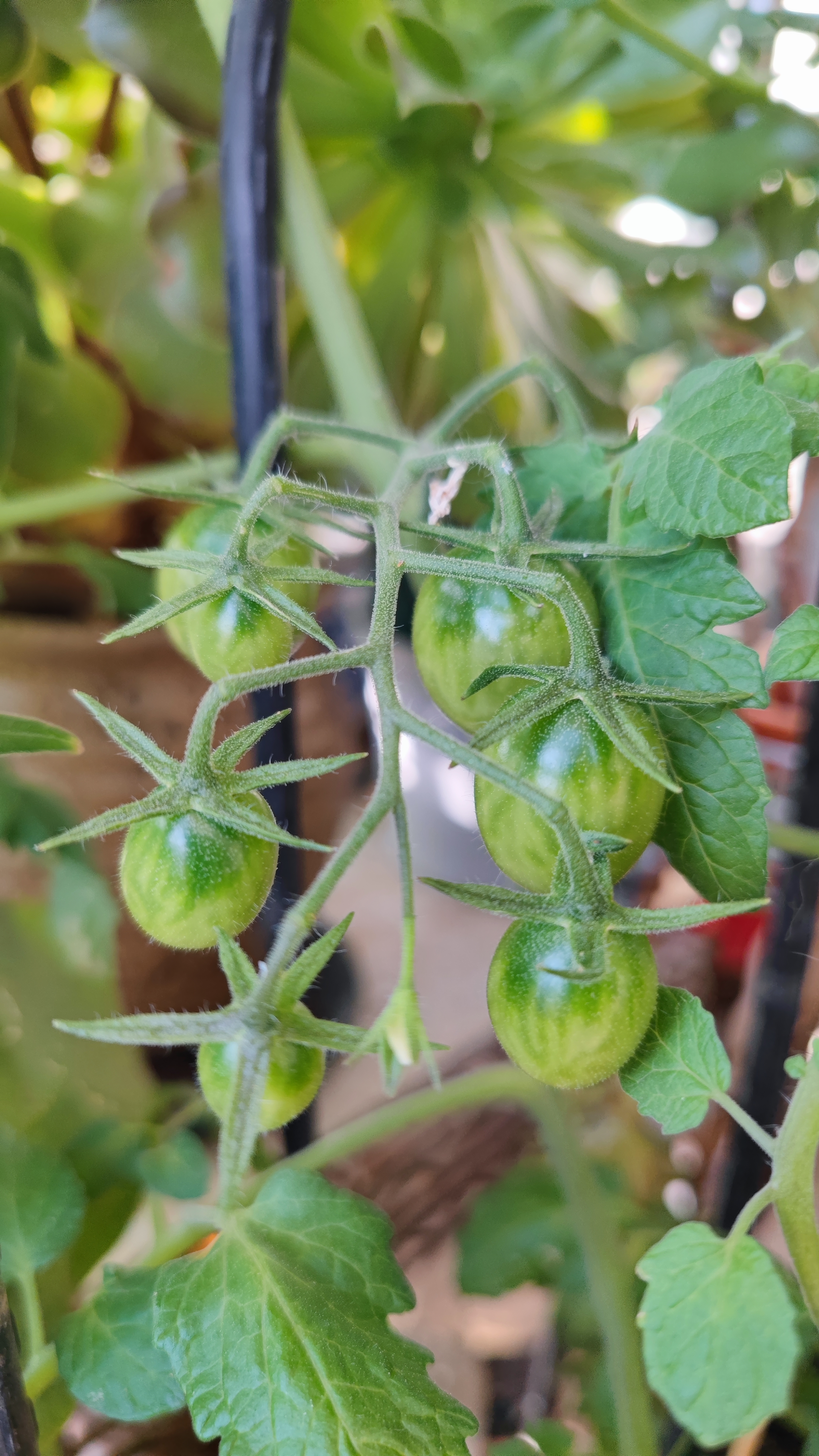 冬日阳台番茄种植日记  第一次这么近距离观察番茄植株