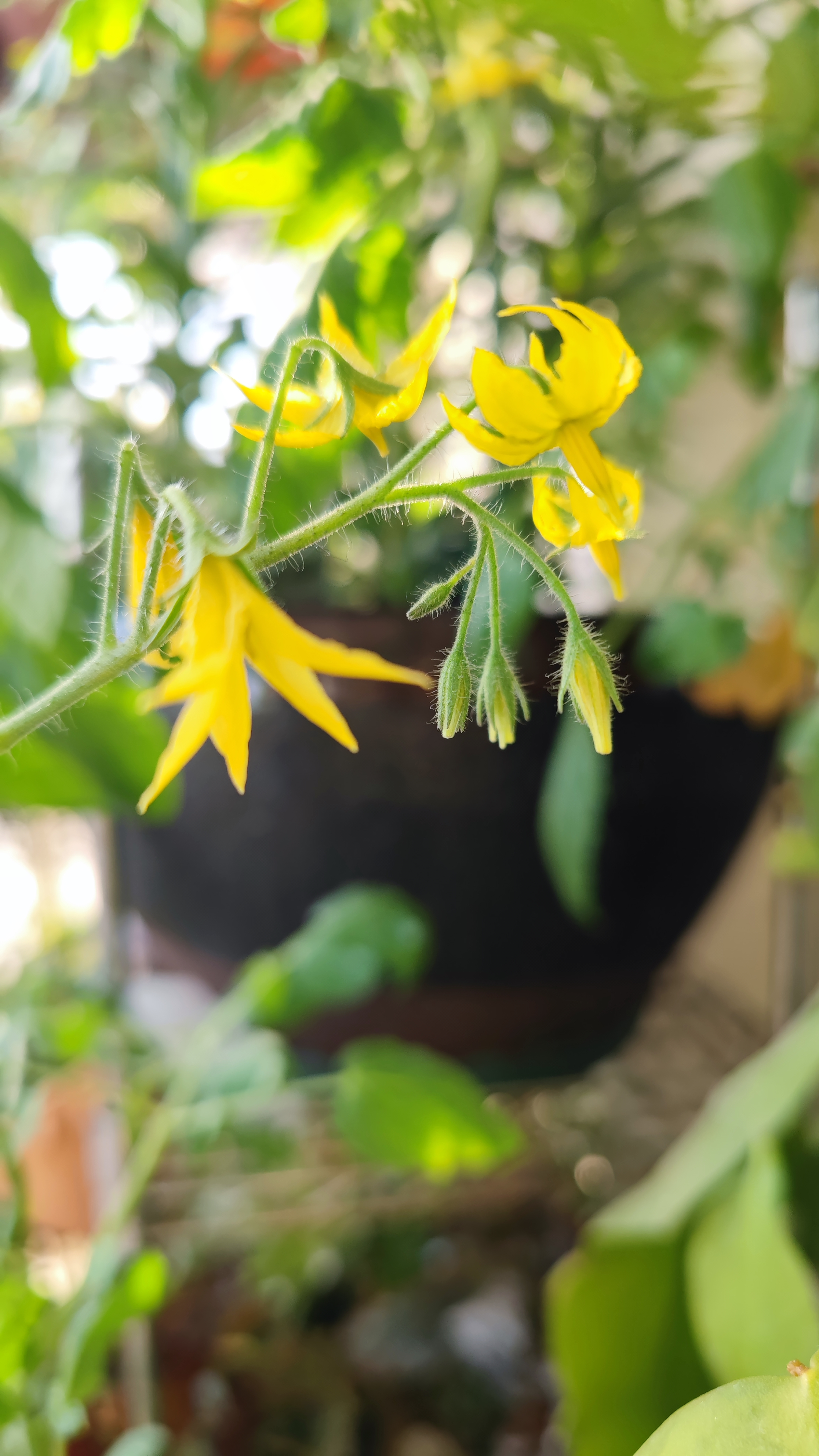 冬日阳台番茄种植日记  第一次这么近距离观察番茄植株