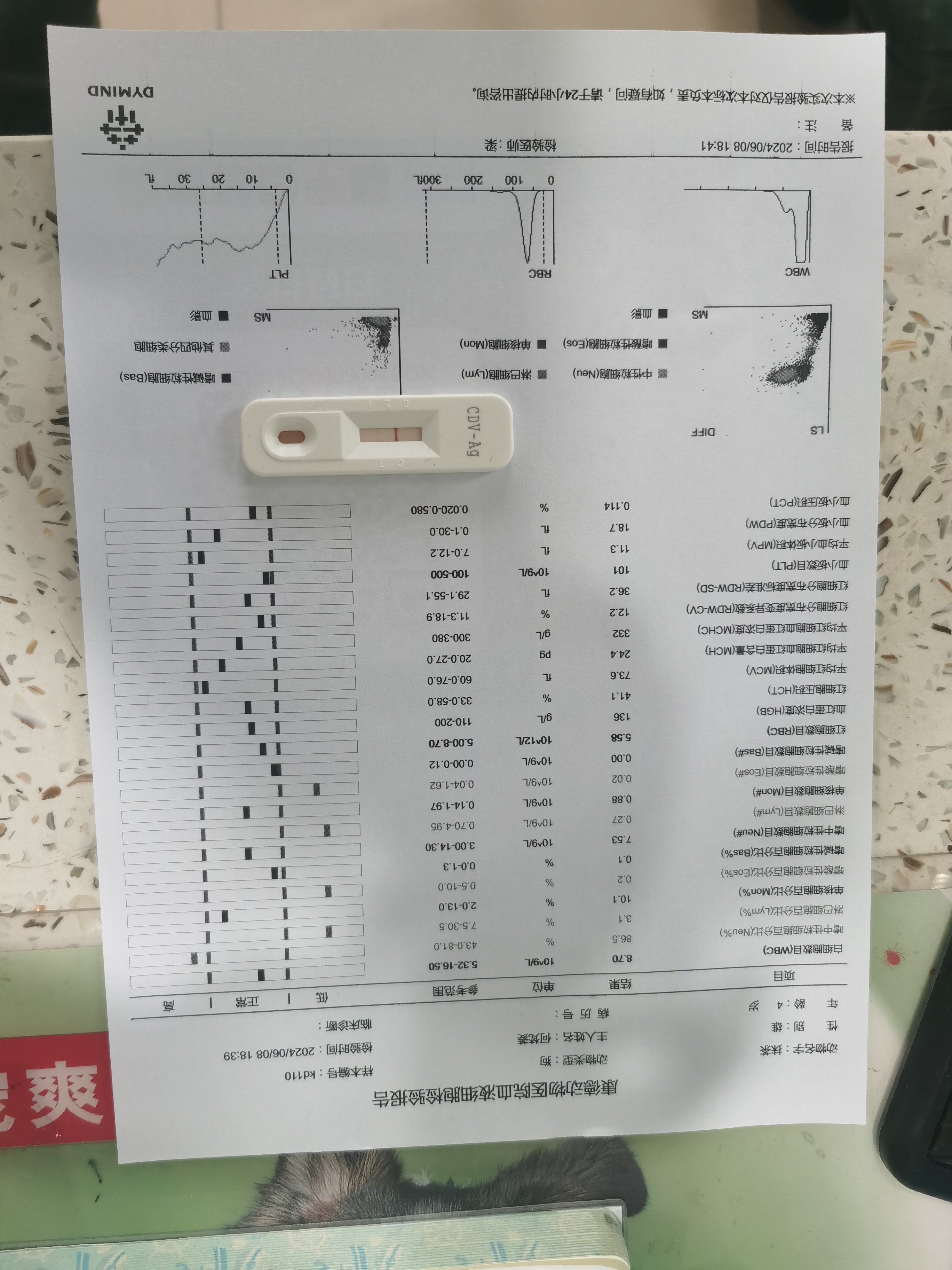 请问一下第二条红杠非常淡,狗狗是患犬瘟了吗,还有没有救啊[流泪]
