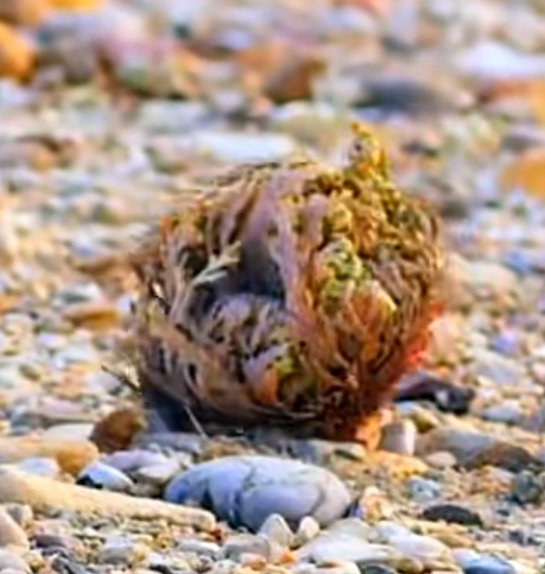 麟叶卷柏: 沙漠中的神秘植物,又称"复活草""还魂草".
