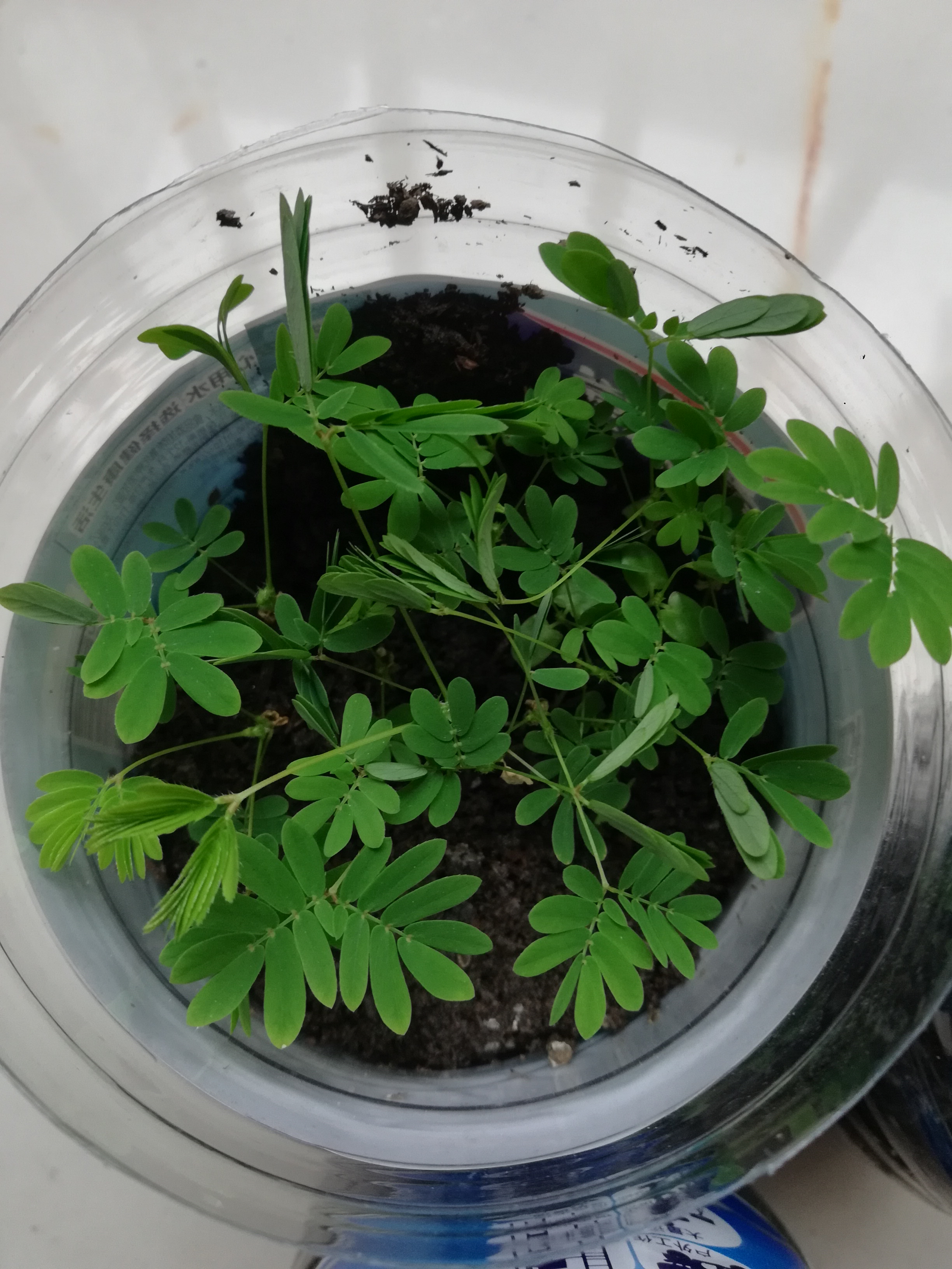 含羞草.在路边采集的种子,长得真好.