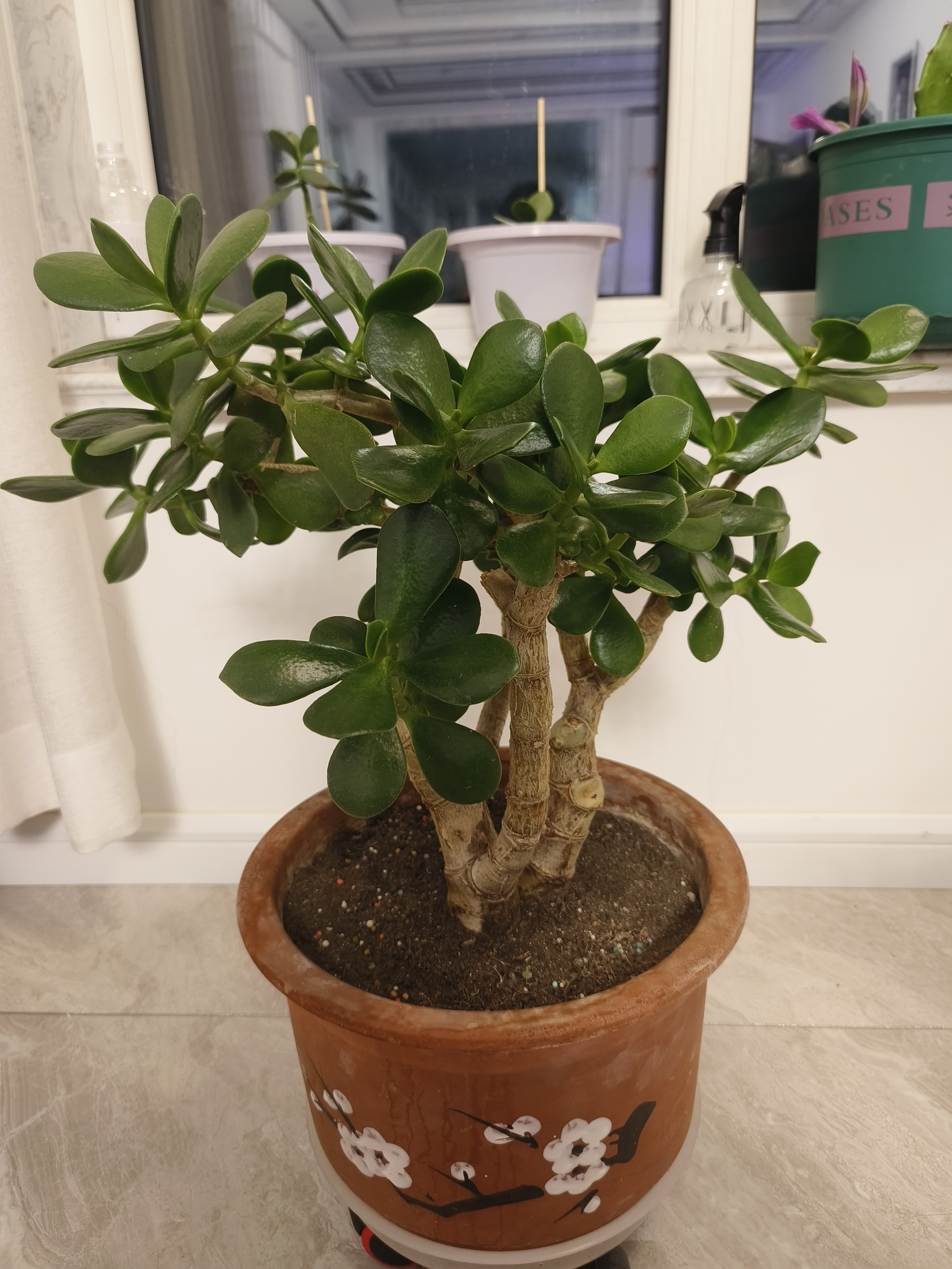 玉树与燕子掌的区别 1,前两幅图片为玉树的叶片交大并且翠绿肥厚饱满