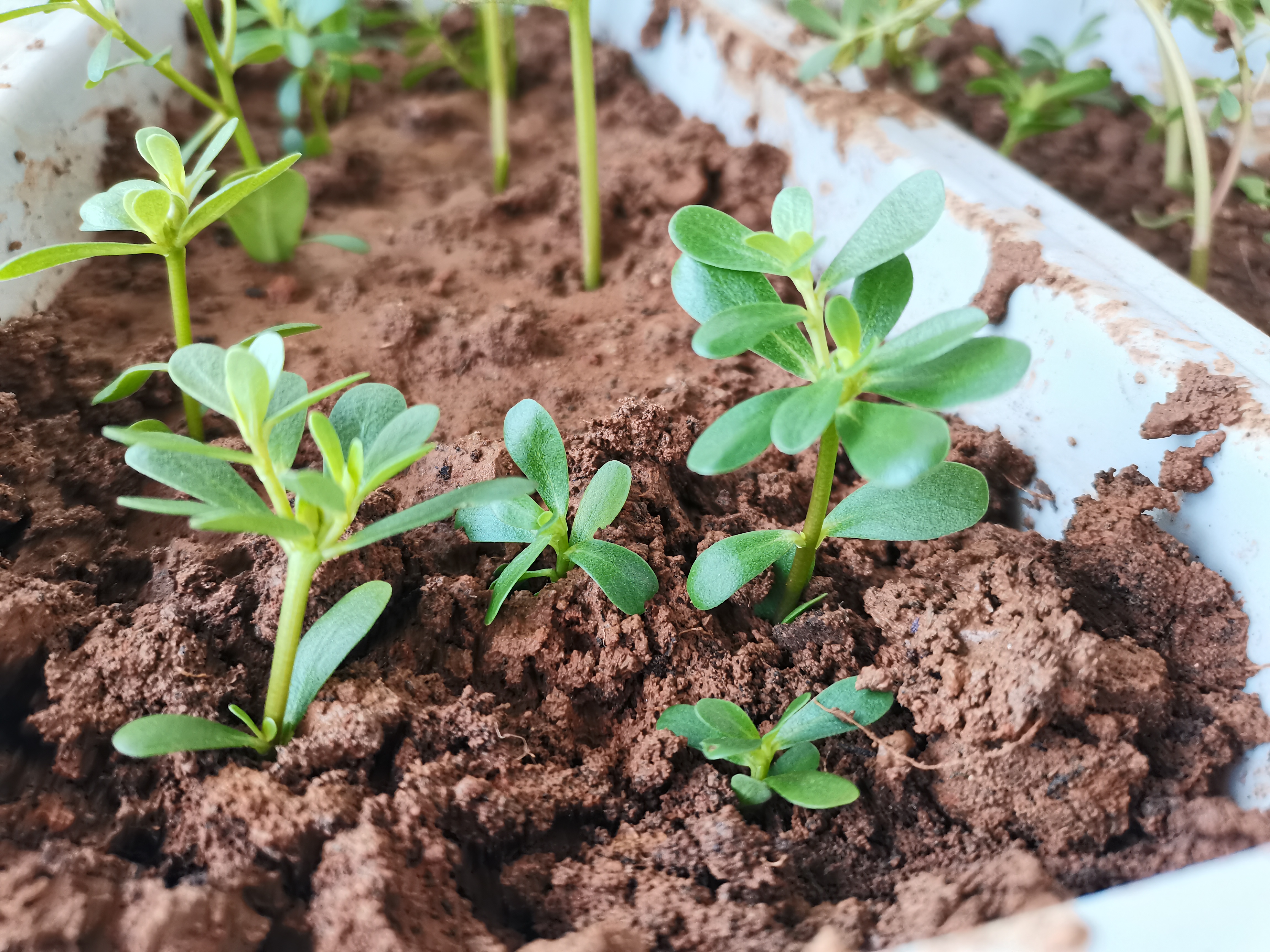 网上说感光性食物马齿苋一般啥时候采摘马齿苋 幼苗马齿苋生长环境