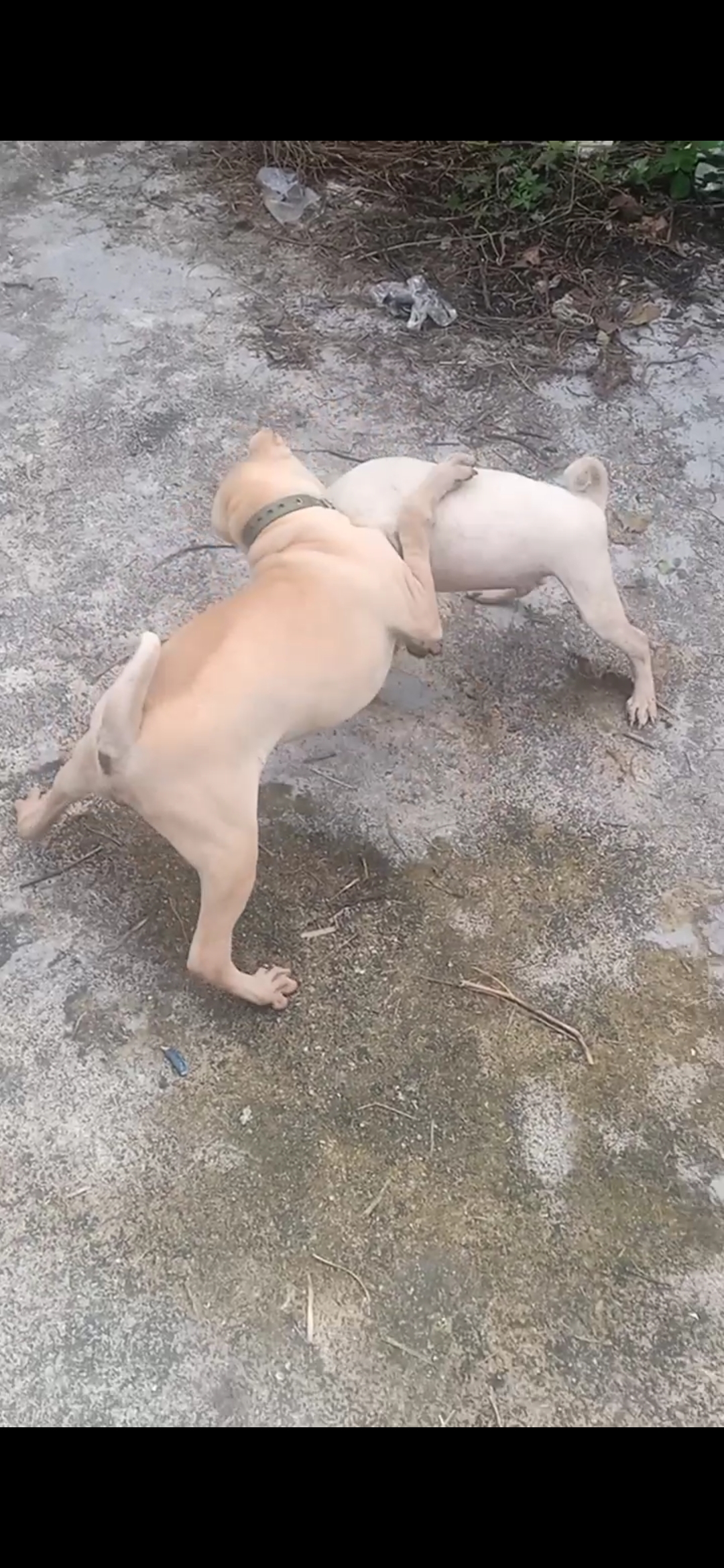 国系猛宠,东方骨沙,广东特色特有特产犬种,白雄vs金兽