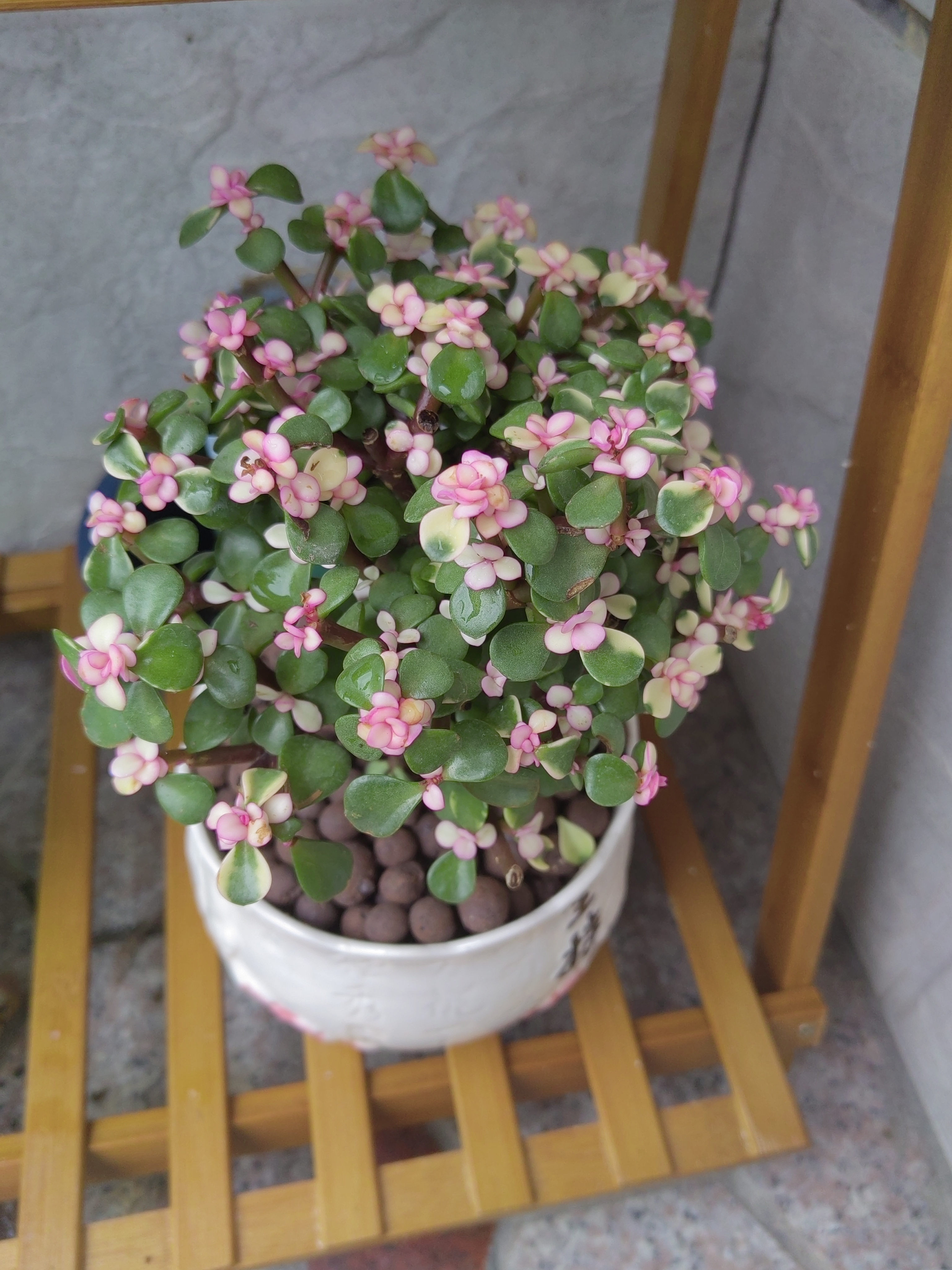 我最喜欢的一盆花—金枝玉叶多肉,这种花特别好养活,基本不需要花多少