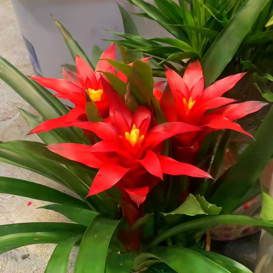 十二生肖养什么植物最旺财? ·生肖马养发财树icon.