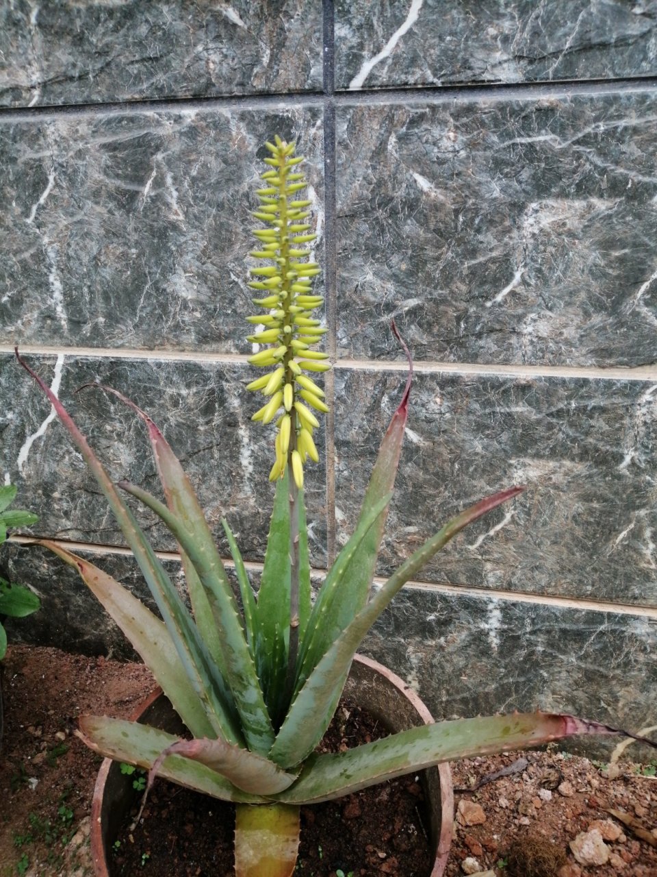 芦荟开花结果有什么用处吗?