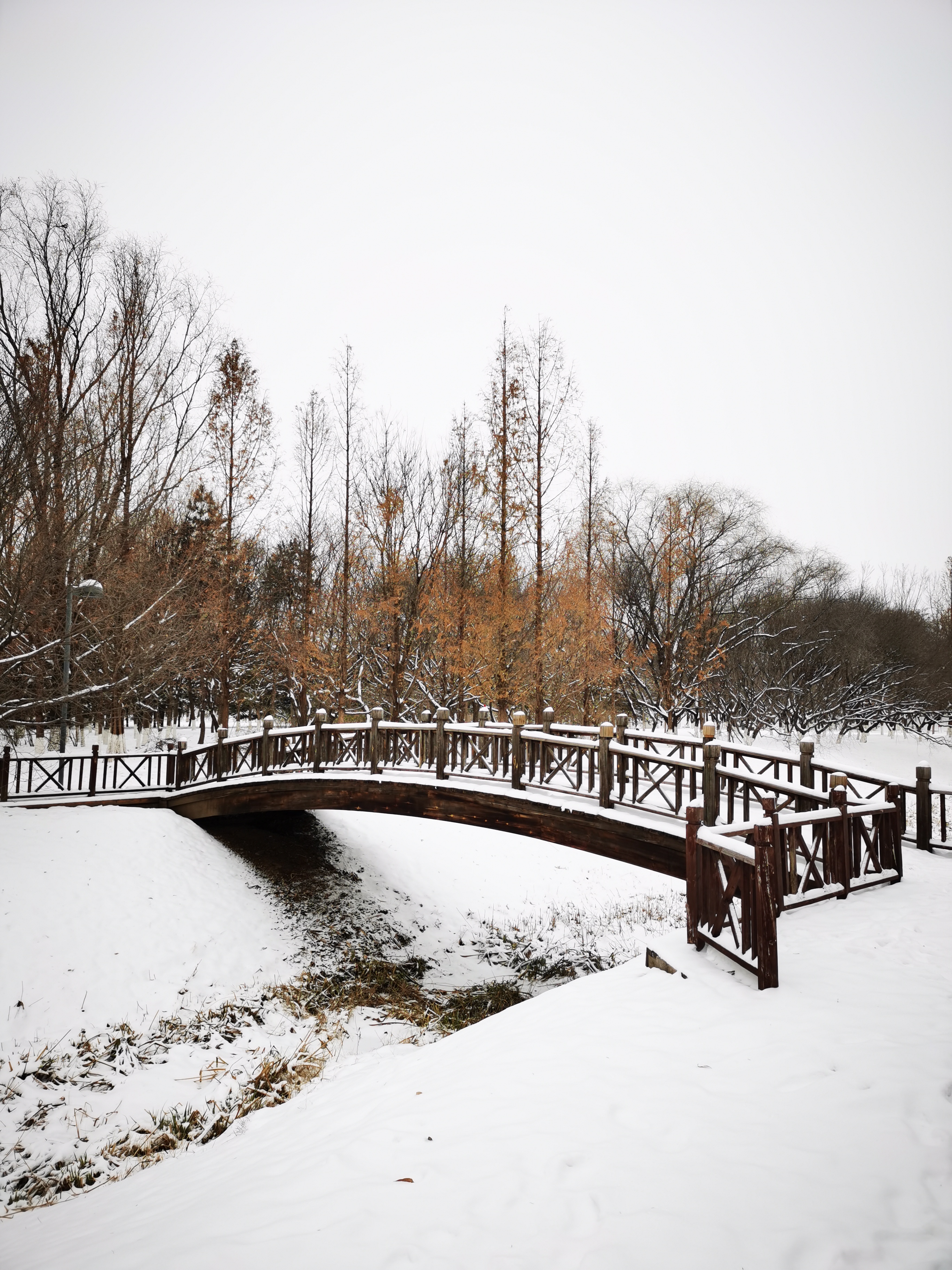 大运河森林公园雪景图片