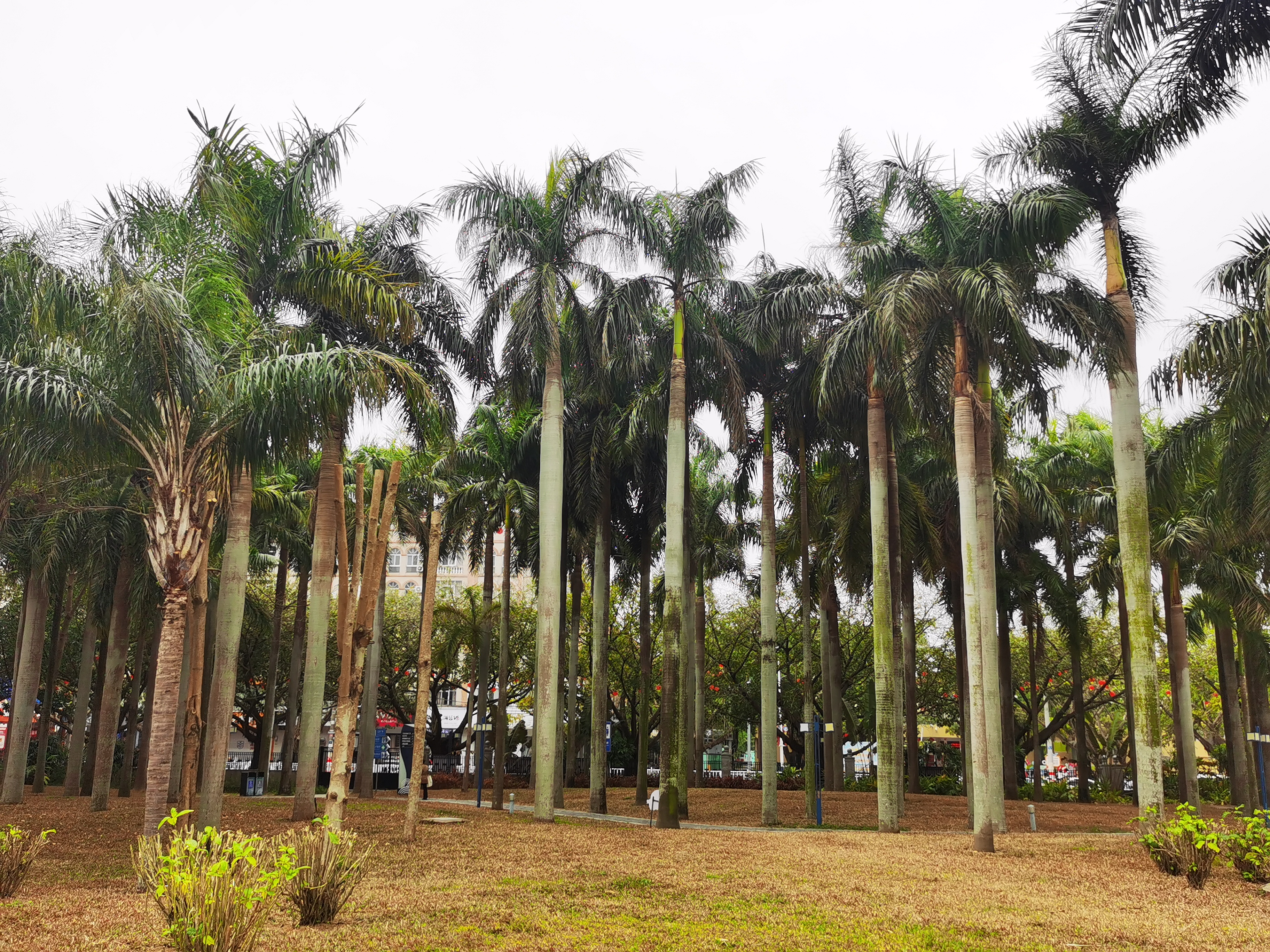 北海的长青公园