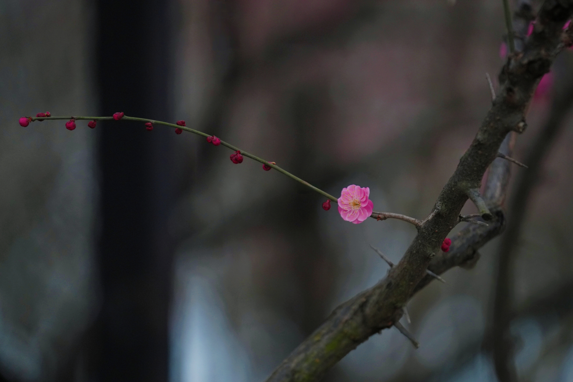 梅花白玉堂前一树梅图片